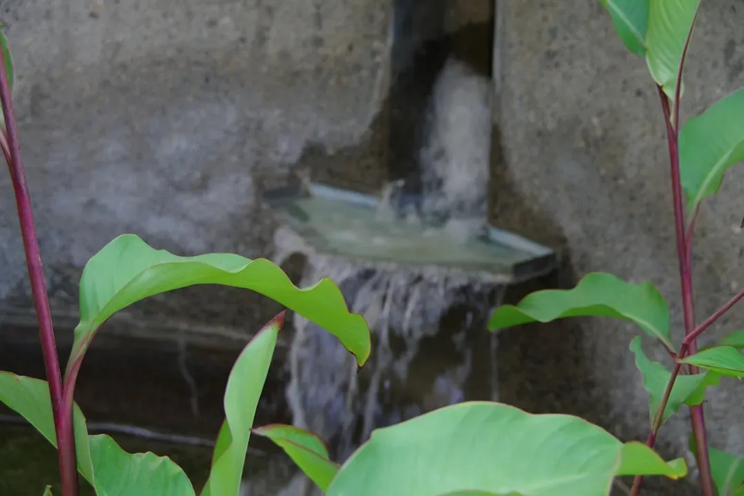 Bacopa monnieri plant with small round leaves and delicate flowers growing in water, the natural botanical source for studyin