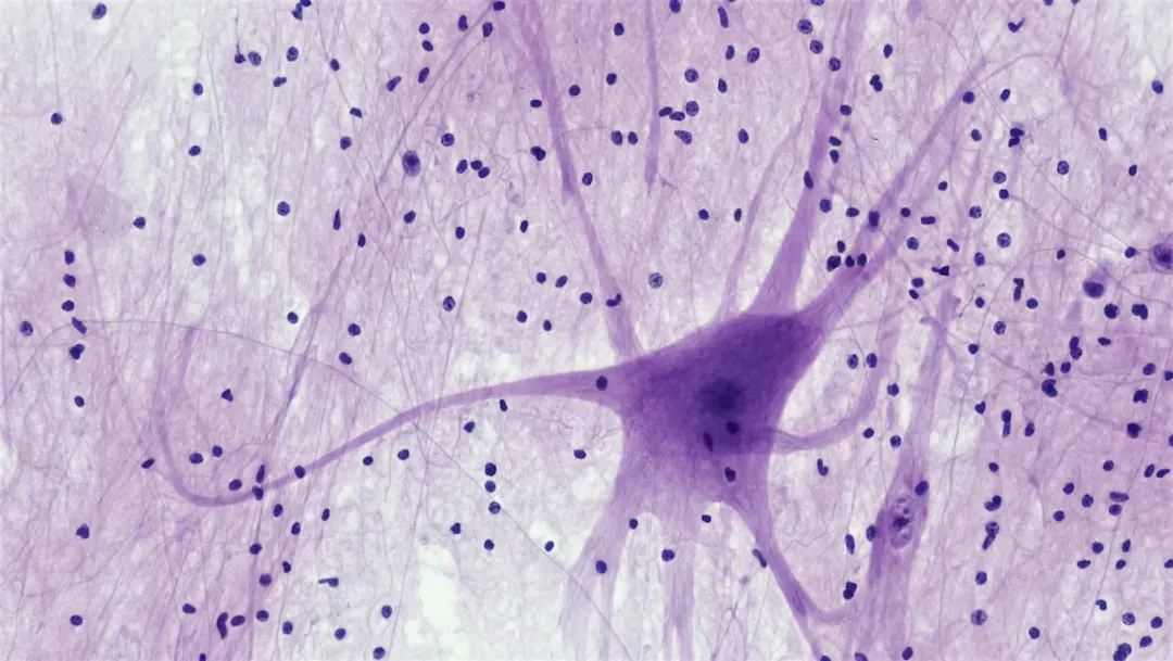 Brain cross-section showing neural pathways and synapses with acetylcholine molecules, illustrating memory regions relevant t